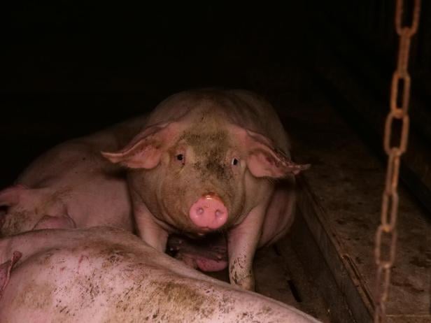 Trotz AMA-Gütesiegels: Mastbetrieb wegen Tierquälerei angezeigt