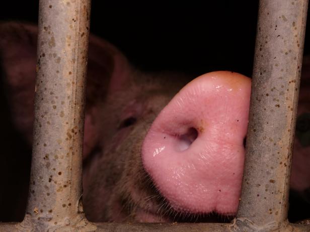 Trotz AMA-Gütesiegels: Mastbetrieb wegen Tierquälerei angezeigt