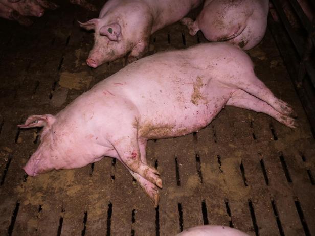 Trotz AMA-Gütesiegels: Mastbetrieb wegen Tierquälerei angezeigt