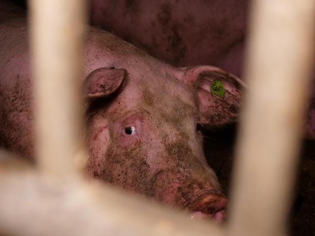 Trotz AMA-Gütesiegels: Mastbetrieb wegen Tierquälerei angezeigt