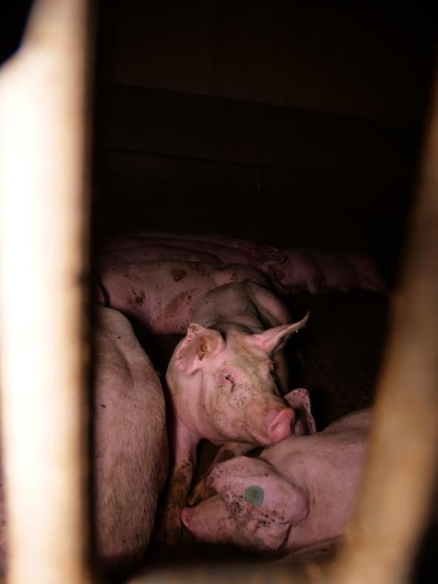 Trotz AMA-Gütesiegels: Mastbetrieb wegen Tierquälerei angezeigt