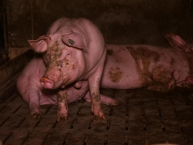 Trotz AMA-Gütesiegels: Mastbetrieb wegen Tierquälerei angezeigt