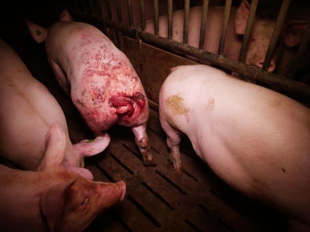 Trotz AMA-Gütesiegels: Mastbetrieb wegen Tierquälerei angezeigt