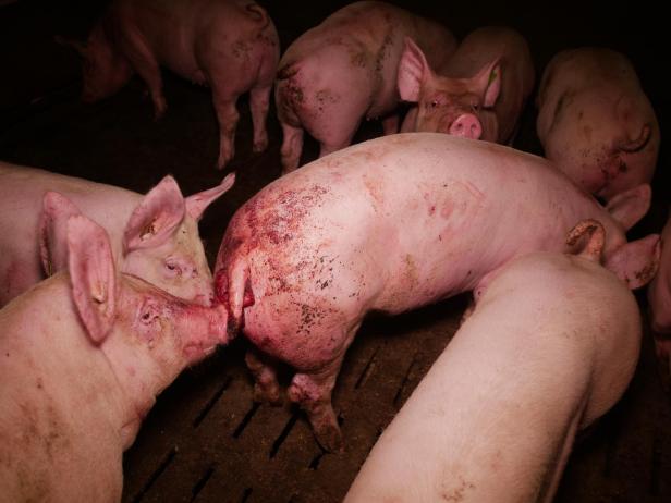 Trotz AMA-Gütesiegels: Mastbetrieb wegen Tierquälerei angezeigt