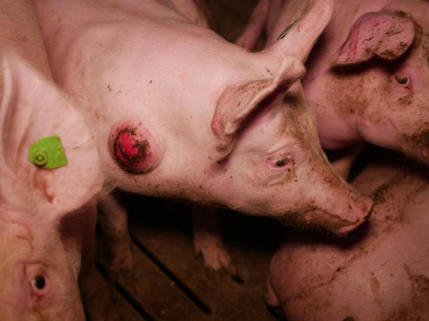 Trotz AMA-Gütesiegels: Mastbetrieb wegen Tierquälerei angezeigt