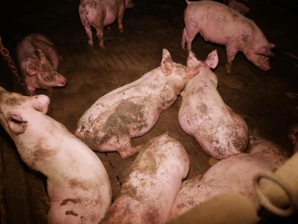 Trotz AMA-Gütesiegels: Mastbetrieb wegen Tierquälerei angezeigt