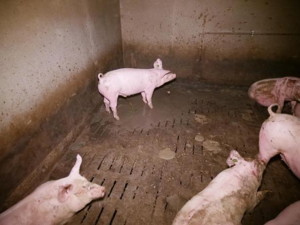 Trotz AMA-Gütesiegels: Mastbetrieb wegen Tierquälerei angezeigt