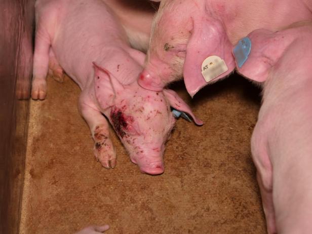 Trotz AMA-Gütesiegels: Mastbetrieb wegen Tierquälerei angezeigt