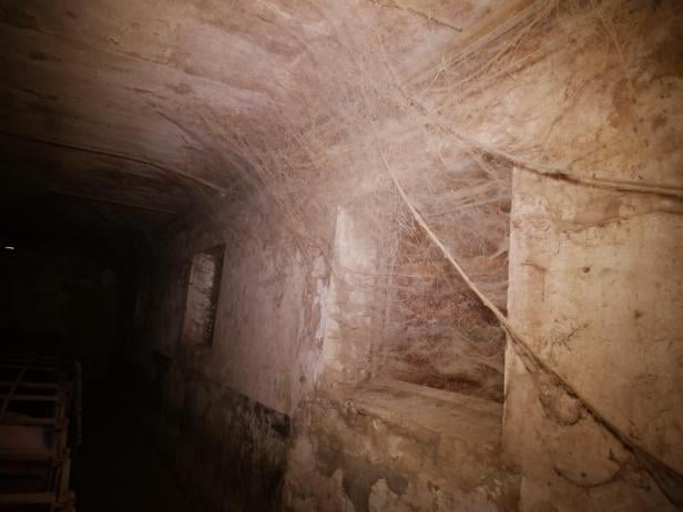 Trotz AMA-Gütesiegels: Mastbetrieb wegen Tierquälerei angezeigt