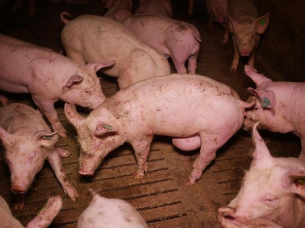 Trotz AMA-Gütesiegels: Mastbetrieb wegen Tierquälerei angezeigt