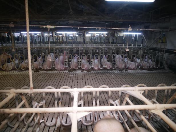 Trotz AMA-Gütesiegels: Mastbetrieb wegen Tierquälerei angezeigt