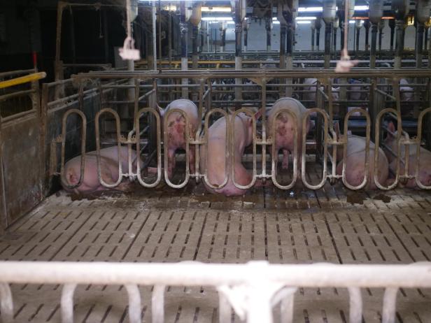 Trotz AMA-Gütesiegels: Mastbetrieb wegen Tierquälerei angezeigt