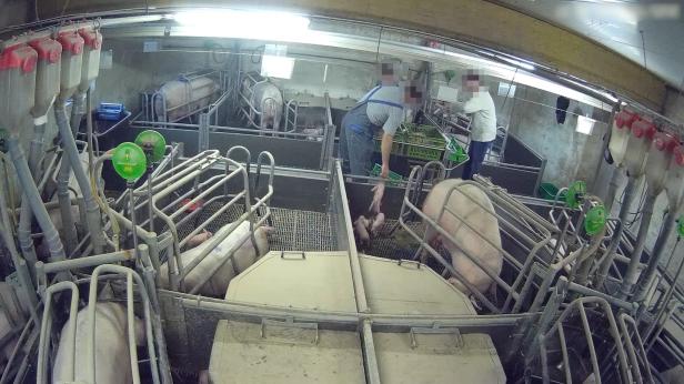 Trotz AMA-Gütesiegels: Mastbetrieb wegen Tierquälerei angezeigt