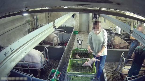 VGT Schweinemastbetrieb