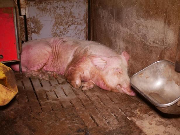 Trotz AMA-Gütesiegels: Mastbetrieb wegen Tierquälerei angezeigt