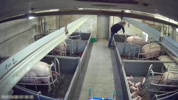 Trotz AMA-Gütesiegels: Mastbetrieb wegen Tierquälerei angezeigt