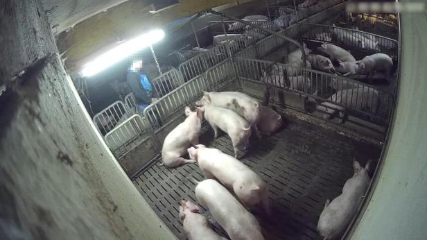 Trotz AMA-Gütesiegels: Mastbetrieb wegen Tierquälerei angezeigt