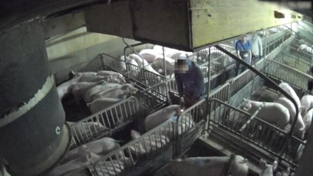 Trotz AMA-Gütesiegels: Mastbetrieb wegen Tierquälerei angezeigt