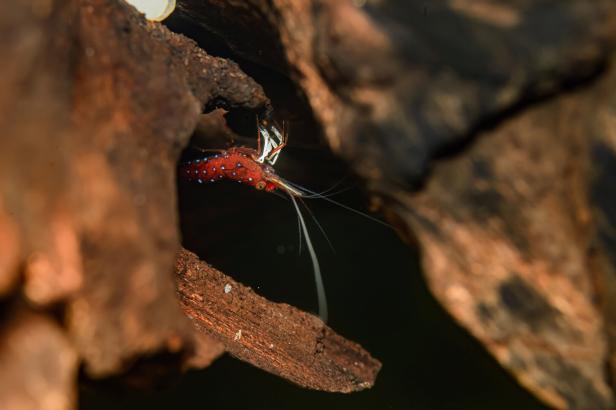 Die Sulawesi-Kardinalsgarnele ist nur in zwei Seen heimisch.