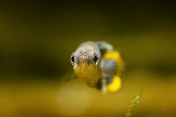 Der Lebensraum des Tequila-Kärpflings in Mexiko wurde wiederhergestellt. Zu sehen ist der Fisch auch im Haus des Meeres.