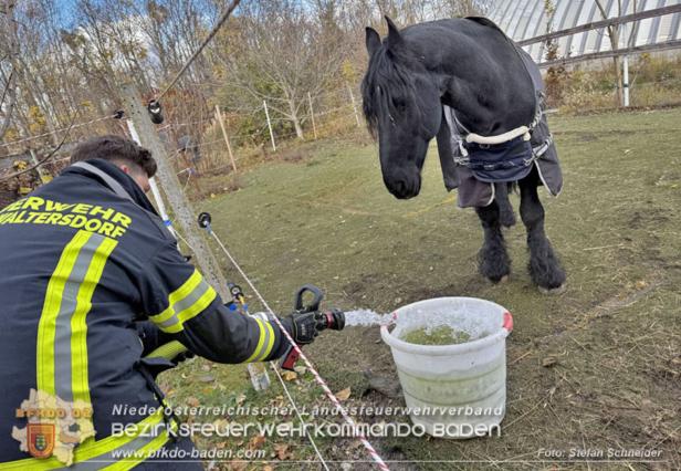 Die Feuerwehr versorgte die Pferde mit Wasser