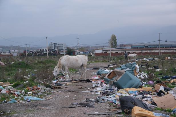 Ein weißes Pferd steht auf einem geschotterten Weg zwischen zwei Wiesen umgeben von Dreck.