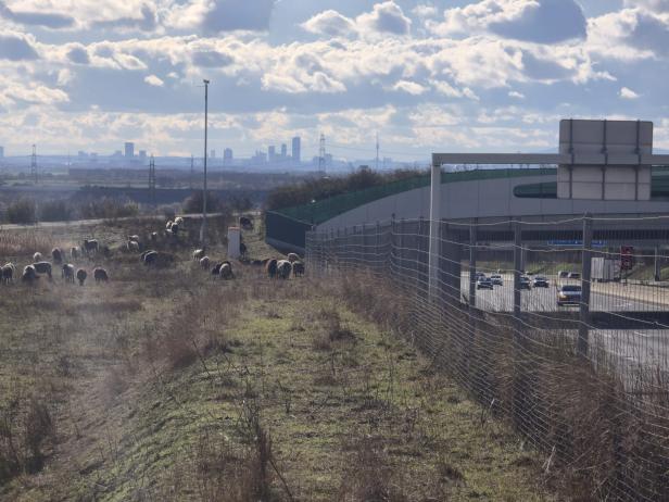 Weidetiere grasen neben der A5.