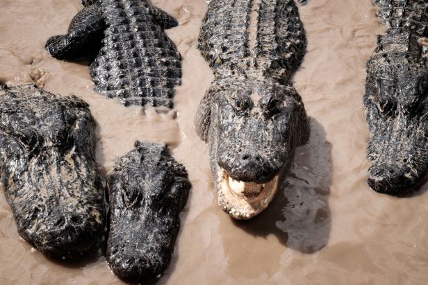 Kein Florida-Besuch ohne Alligatoren