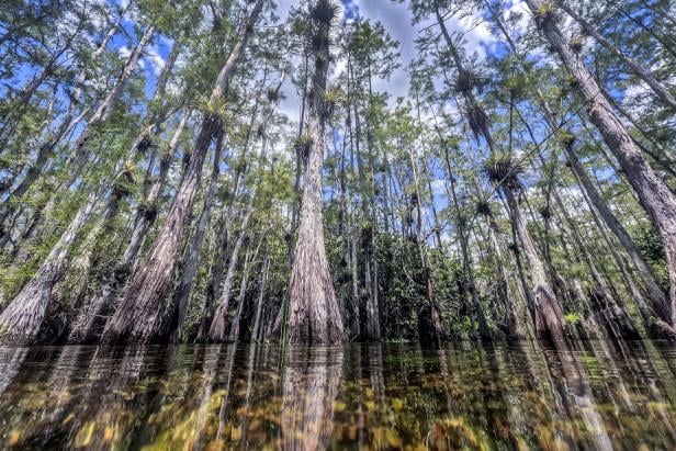 Nationalparks Everglades in den USA