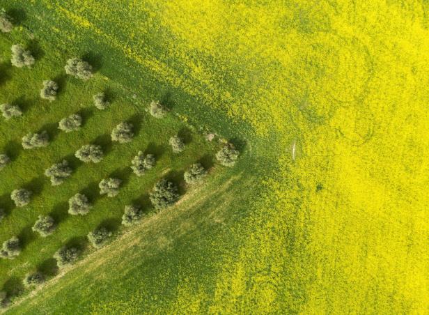 International Day of the Olive Tree on 26 November