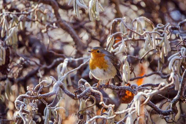 Ein Rotkehlchen sitzt auf einem frostbedeckten Ast.