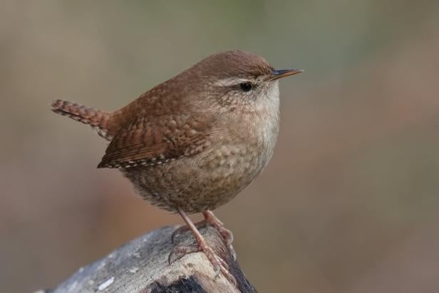 Ein Zaunkönig sitzt auf einem Baumstumpf.