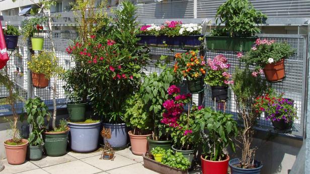 Hitzewelle: Wie ich meine Pflanzen rette