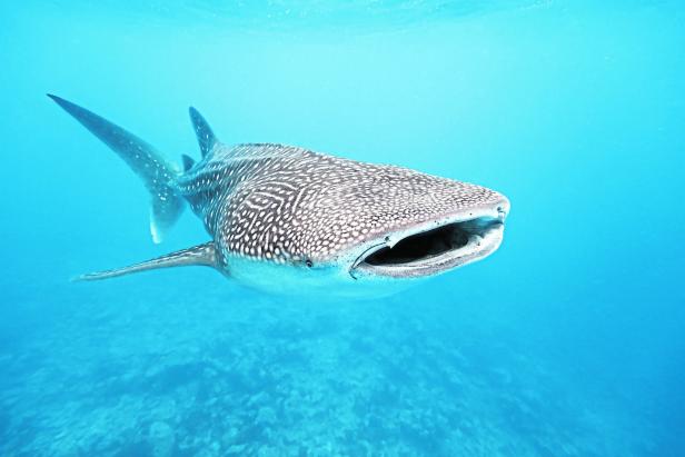 Ein riesiger Walhai schwimmt durchs Meer.