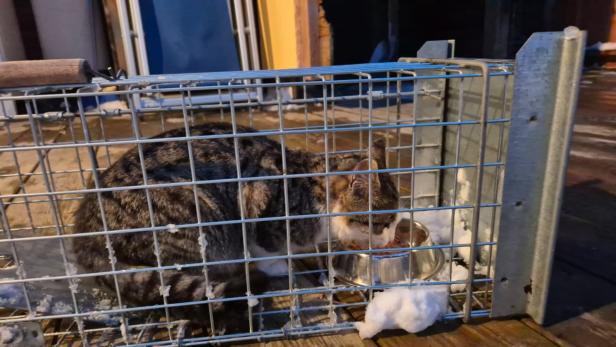 Aufwendige Rettung: Katzen im Schnee auf Berg zurückgelassen