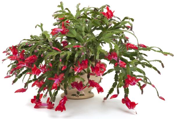 Ein in voller Blüte stehender Weihnachtskaktus.