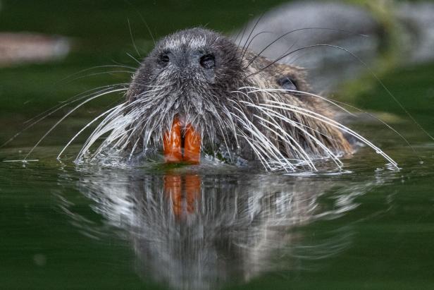 FRANCE-NATURE-ANIMAL-PARK