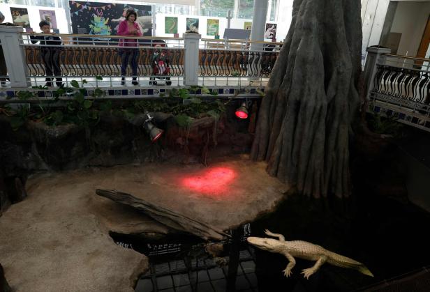 US-FAMED-ALBINO-ALLIGATOR-CLAUDE-TURNS-30