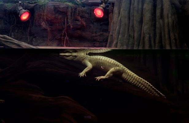 US-FAMED-ALBINO-ALLIGATOR-CLAUDE-TURNS-30