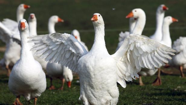 Eine Gruppe weißer Gänse steht auf einer grünen Wiese, eine Gans hat die Flügel ausgebreitet.
