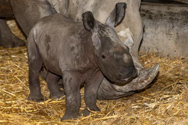 Ein junges Nashorn steht auf Stroh neben einem erwachsenen Nashorn.