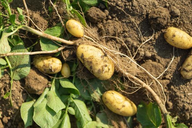 Kartoffeln liegen auf Erde.