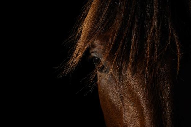 TOPSHOT-FRANCE-TROTTING-EQUESTRIAN