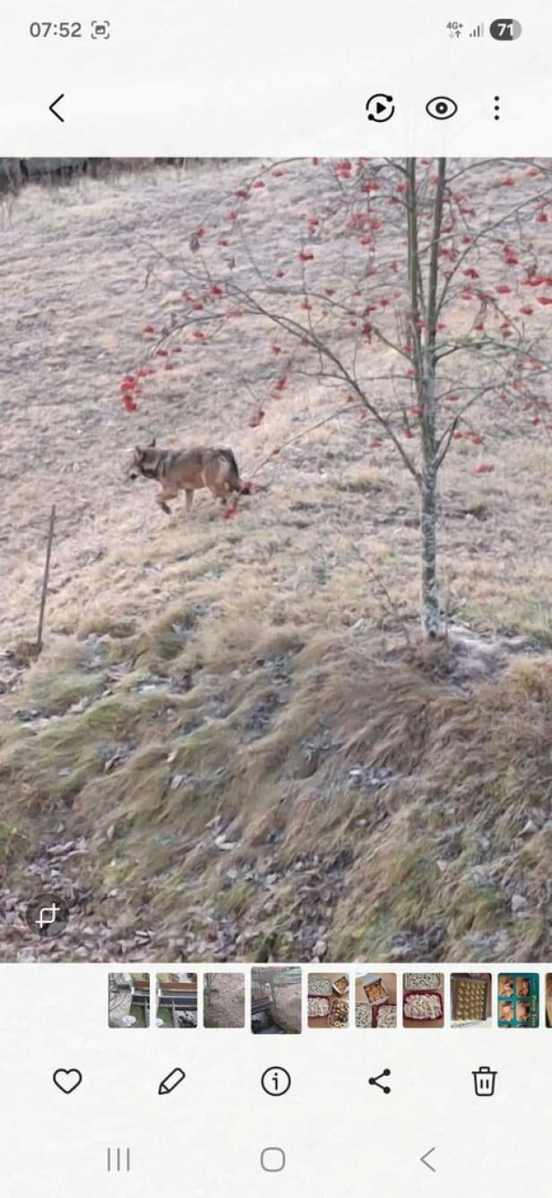 Wolf-Sichtung in St. Peter ob Judenburg