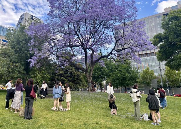 Junge Frauen posen vor dem Jacaranda Baum in Melbourne