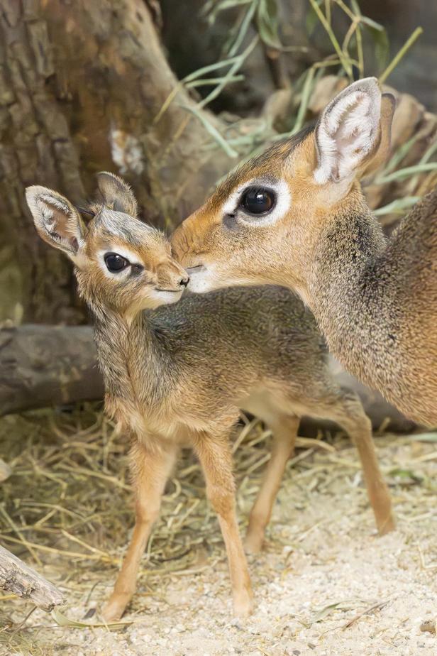 Zwei kleine Antilopen stehen nah beieinander, eine berührt die andere sanft mit der Schnauze.