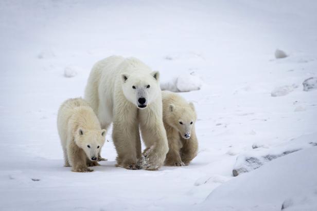 CANADA-NATURE-POLAR BEARS