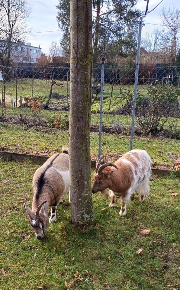 Zwei Ziegenböcke im Garten des Gasthofs Haag