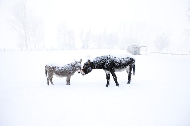 Esel lieben den Schnee?