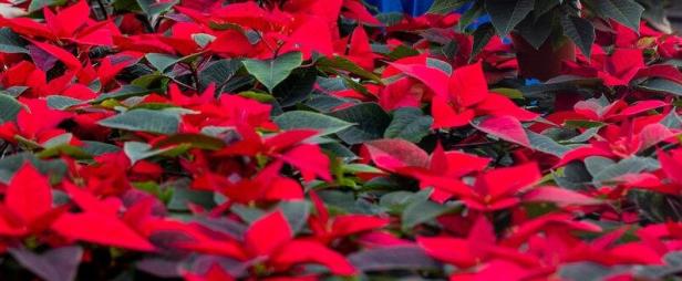 Weihnachtssterne aus dem Gewächshaus